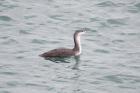 Red Throated Diver by Mick Dryden