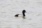 Greater Scaup by Romano da Costa Greater Scaup by Romano da Costa