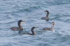 Shags by Mick Dryden