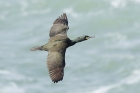 Shag by Mick Dryden Shag by Mick Dryden