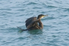 Shag by Mick Dryden