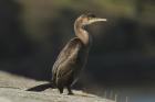 Shag by Mick Dryden Shag by Mick Dryden
