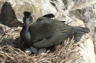 Shag by Mick Dryden