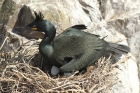 Shag by Mick Dryden Shag by Mick Dryden