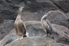 Shag by Mick Dryden Shag by Mick Dryden