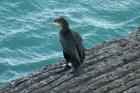 Shag by Mick Dryden