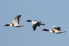 Shelduck by Mick Dryden