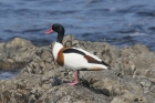 Shelduck by Mick Dryden