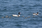 Shelduck by Mick Dryden