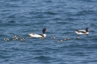 Shelduck by Mick Dryden