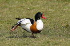 Shelduck by Mick Dryden