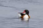 Shelduck by Mick Dryden Shelduck by Mick Dryden