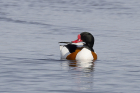 Shelduck by Mick Dryden