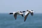 Shelduck by Mick Dryden