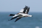 Shelduck by Mick Dryden