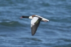 Shelduck by Mick Dryden