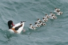 Shelduck by Mick Dryden Shelduck by Mick Dryden