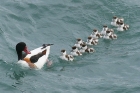 Shelduck by Mick Dryden