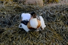 Shelduck by Mick Dryden
