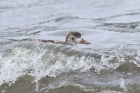 Shelduck by Mick Dryden