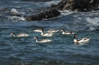 Shelducks by Mick Dryden Shelducks by Mick Dryden