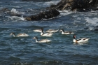 Shelducks by Mick Dryden