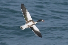 Shelduck by Mick Dryden