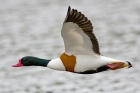Shelduck by Romano da Costa