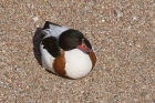 Shelduck by Mick Dryden