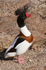 Shelduck by Mick Dryden Shelduck by Mick Dryden