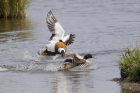 Shelduck by Mick Dryden