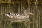 Shoveler by Mick Dryden Shoveler by Mick Dryden
