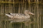 Shoveler by Mick Dryden