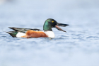 Shoveler by Romano da Costa