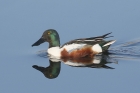 Shoveler by Mick Dryden