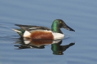 Shoveler by Mick Dryden