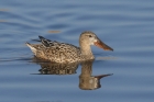 Shoveler by Mick Dryden