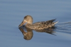 Shoveler by Mick Dryden