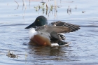 Shoveler by Mick Dryden