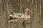 Shoveler by Mick Dryden