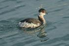 Slavonian Grebe by Mick Dryden