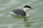 Slavonian Grebe by Romano da Costa