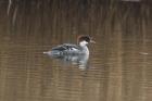 Smew by Mick Dryden