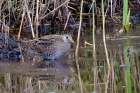 Spotted Crake by Romano da Costa Spotted Crake by Romano da Costa