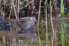 Spotted Crake by Romano da Costa