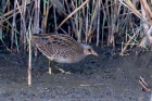 Spotted Crake by Romano da Costa