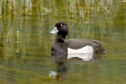 Tufted Duck by Mick Dryden