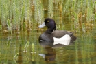 Tufted Duck by Mick Dryden