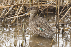 Teal by Mick Dryden Teal by Mick Dryden