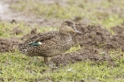 Teal by Mick Dryden Teal by Mick Dryden